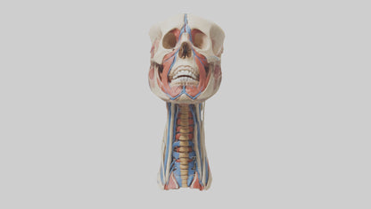 3D model Human Neck Anatomy Model VR / AR / low-poly