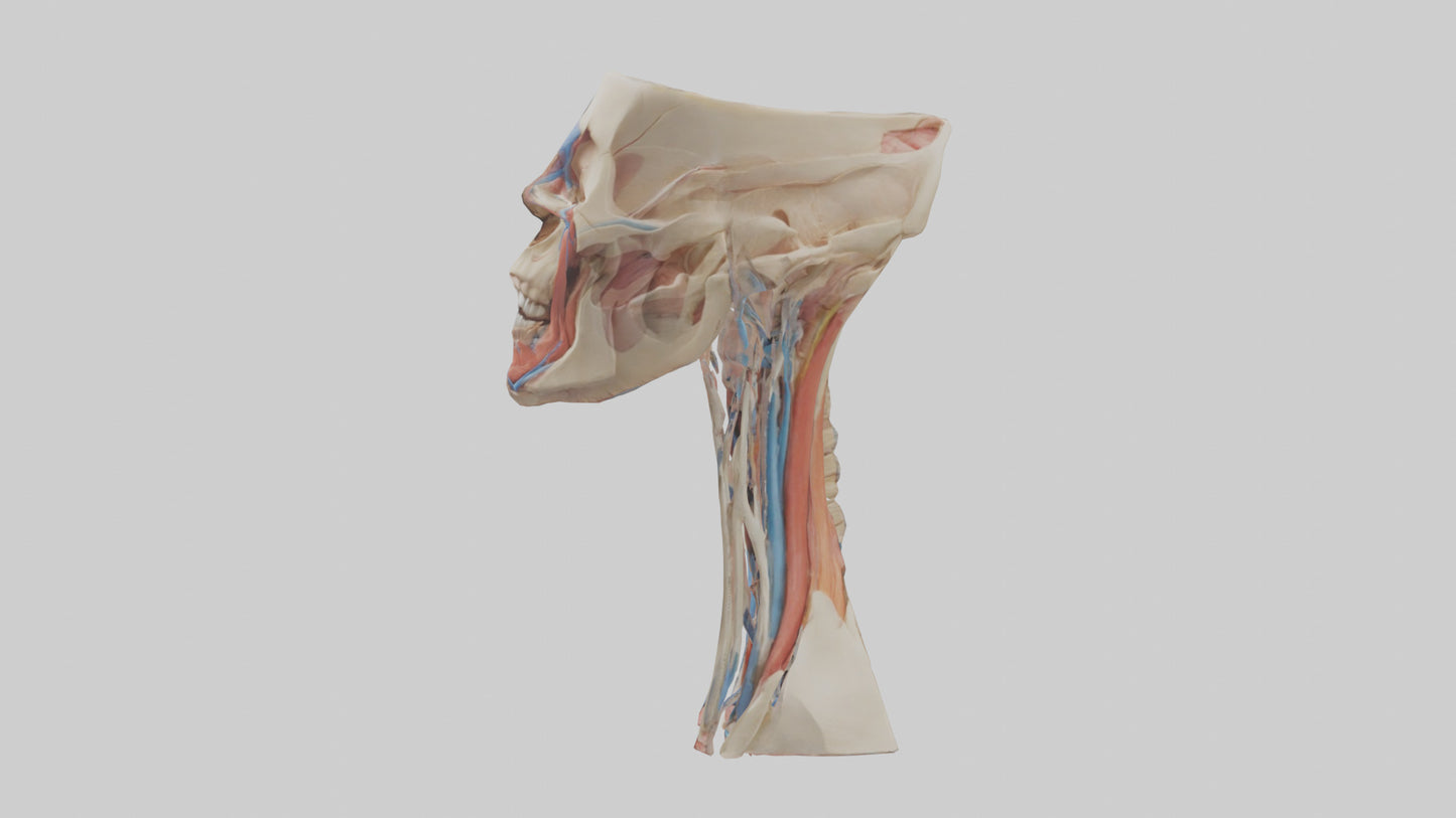3D model Human Neck Anatomy Model VR / AR / low-poly