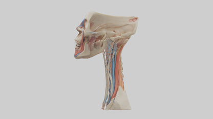 3D model Human Neck Anatomy Model VR / AR / low-poly