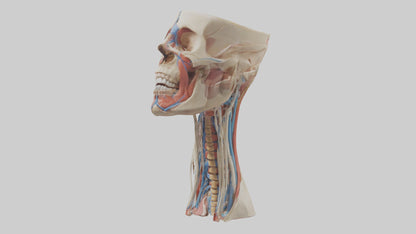 3D model Human Neck Anatomy Model VR / AR / low-poly