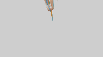 Human Nephron Model VR / AR / low-poly
