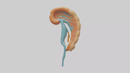 Human Nephron Model VR / AR / low-poly