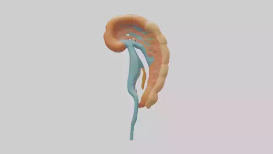 Human Nephron Model VR / AR / low-poly