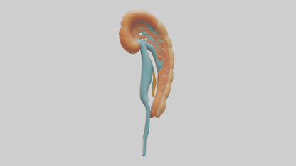 Human Nephron Model VR / AR / low-poly
