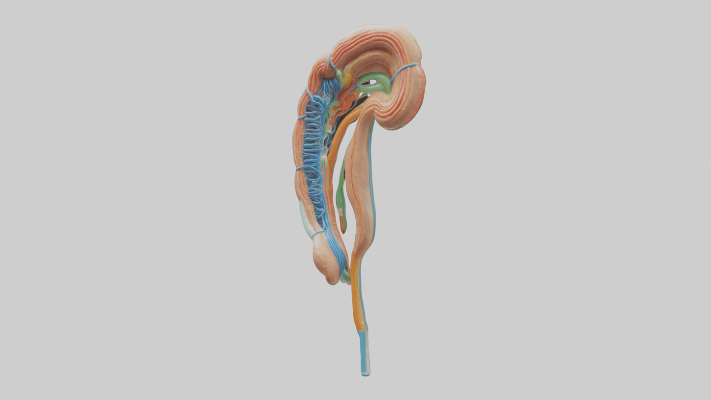 Human Nephron Model VR / AR / low-poly