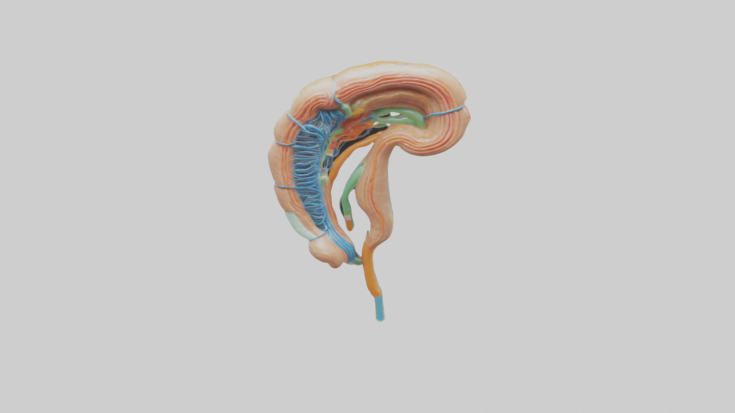 Human Nephron Model VR / AR / low-poly