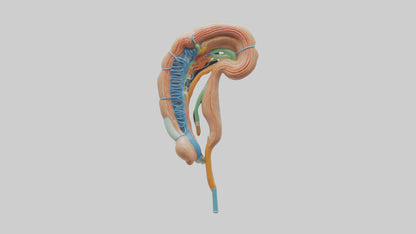 Human Nephron Model VR / AR / low-poly