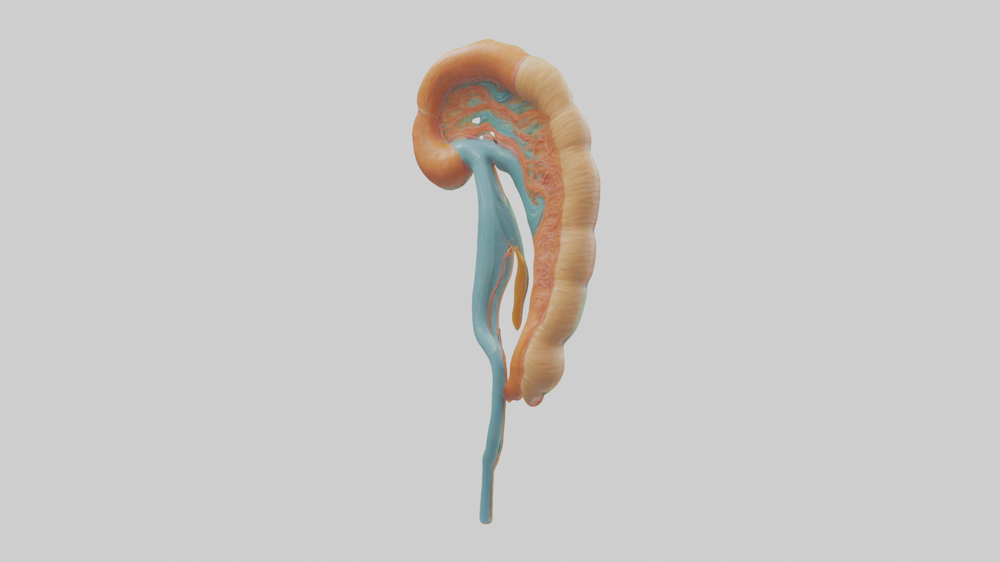 Human Nephron Model VR / AR / low-poly