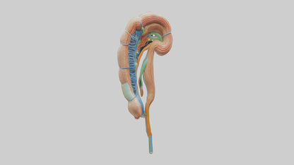 Human Nephron Model VR / AR / low-poly
