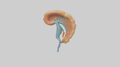 Human Nephron Model VR / AR / low-poly