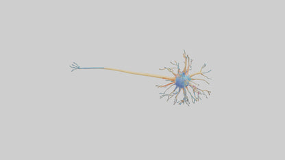 3D model Human Nerve Cells Model VR / AR / low-poly