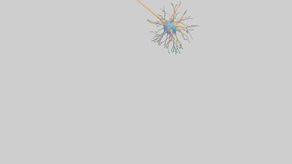 3D model Human Nerve Cells Model VR / AR / low-poly