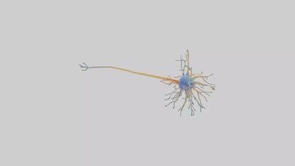 3D model Human Nerve Cells Model VR / AR / low-poly
