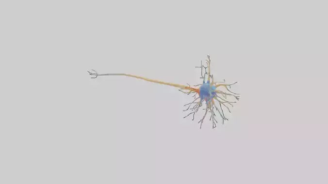 3D model Human Nerve Cells Model VR / AR / low-poly