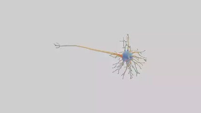 3D model Human Nerve Cells Model VR / AR / low-poly