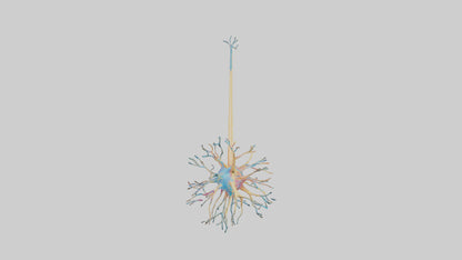 3D model Human Nerve Cells Model VR / AR / low-poly