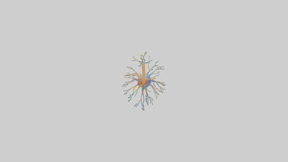3D model Human Nerve Cells Model VR / AR / low-poly