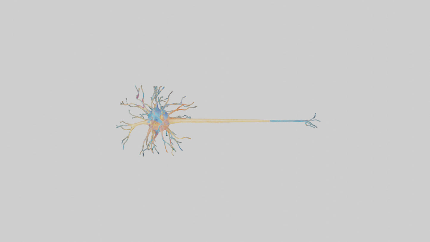 3D model Human Nerve Cells Model VR / AR / low-poly