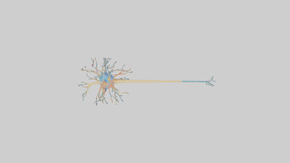3D model Human Nerve Cells Model VR / AR / low-poly