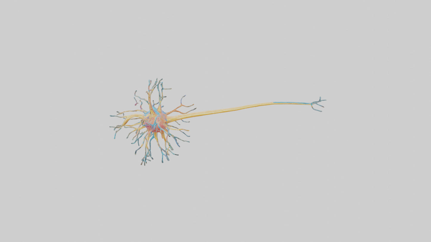 3D model Human Nerve Cells Model VR / AR / low-poly