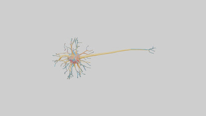 3D model Human Nerve Cells Model VR / AR / low-poly
