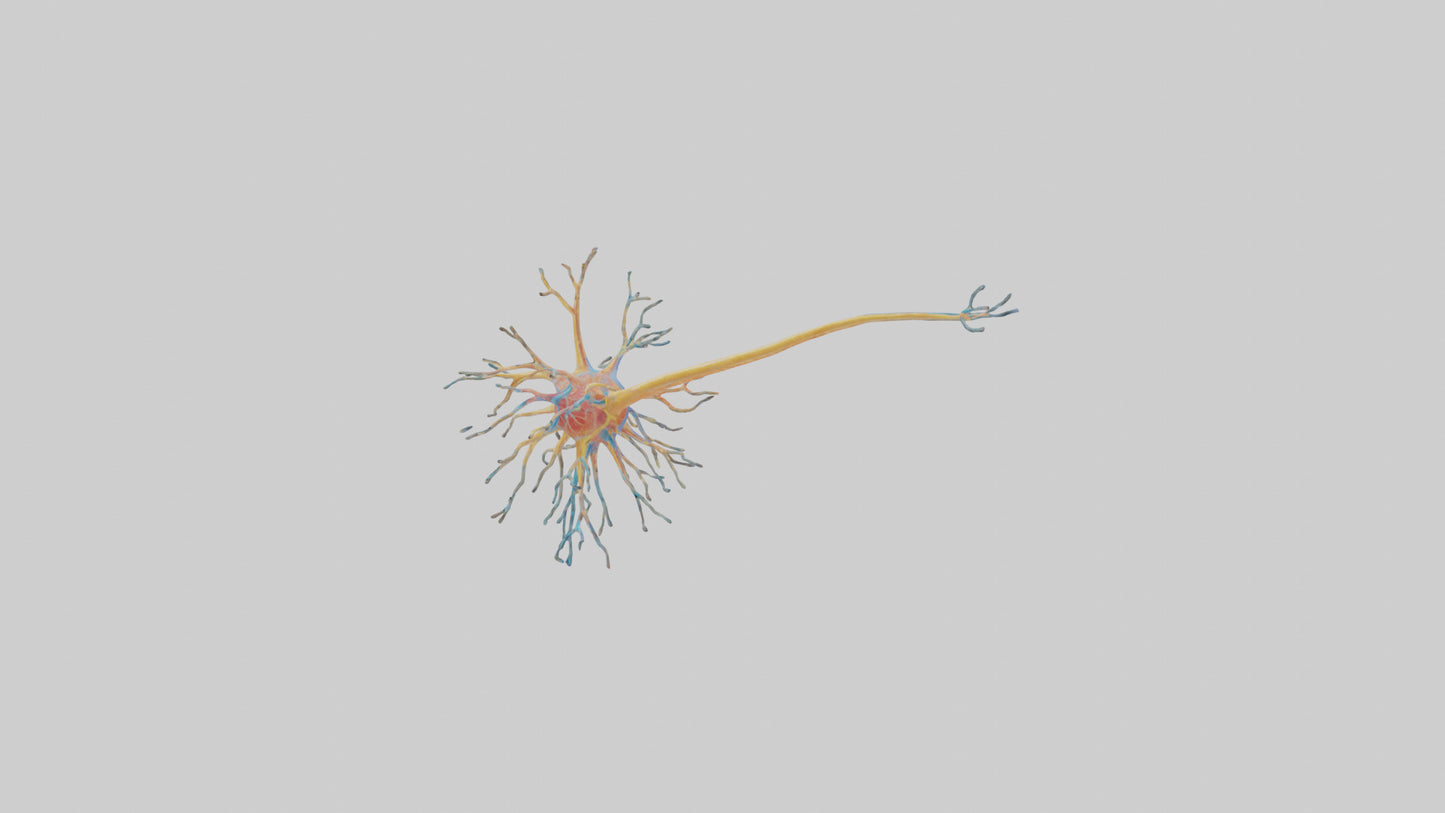 3D model Human Nerve Cells Model VR / AR / low-poly