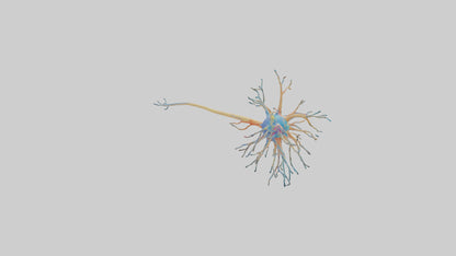 3D model Human Nerve Cells Model VR / AR / low-poly