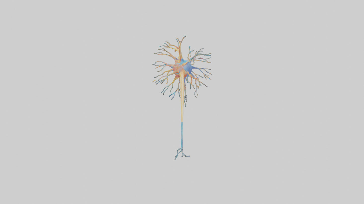3D model Human Nerve Cells Model VR / AR / low-poly