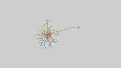 3D model Human Nerve Cells Model VR / AR / low-poly