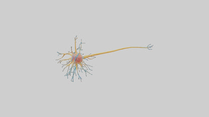 3D model Human Nerve Cells Model VR / AR / low-poly