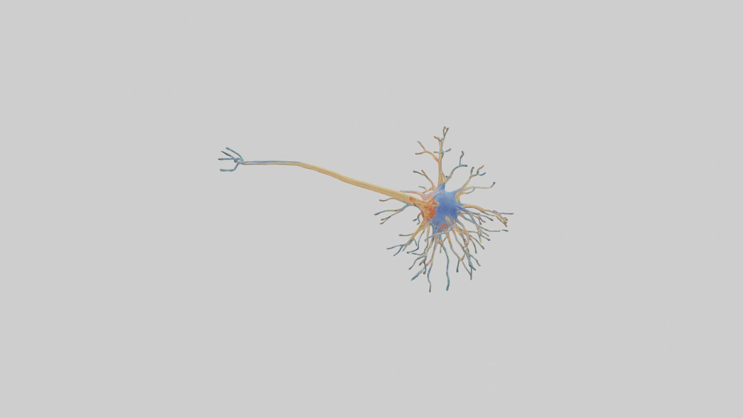 3D model Human Nerve Cells Model VR / AR / low-poly