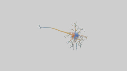 3D model Human Nerve Cells Model VR / AR / low-poly