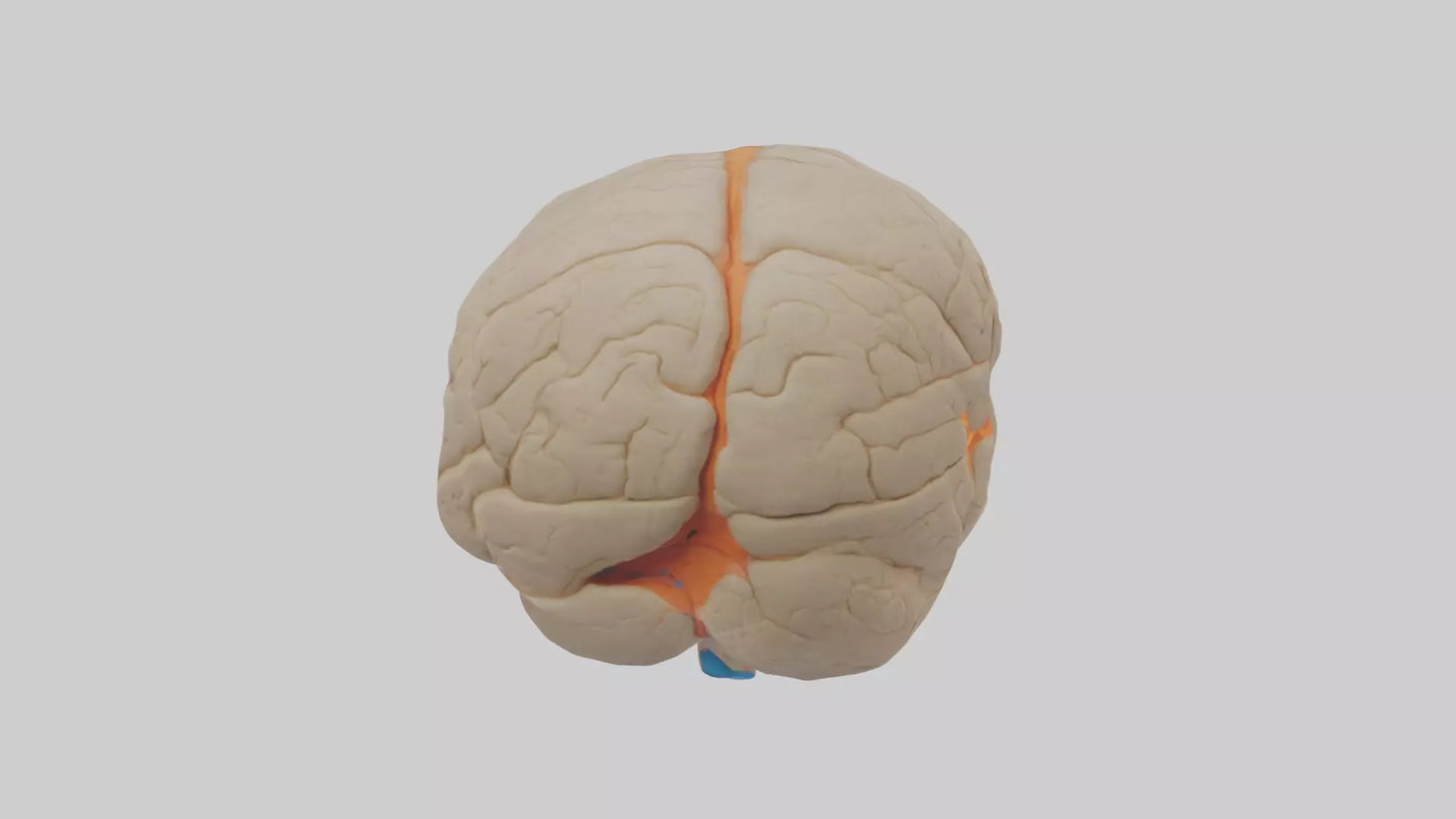 3D model Human Occipital Lobe Model VR / AR / low-poly