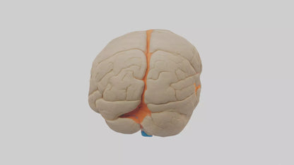 3D model Human Occipital Lobe Model VR / AR / low-poly