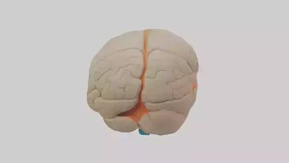 3D model Human Occipital Lobe Model VR / AR / low-poly