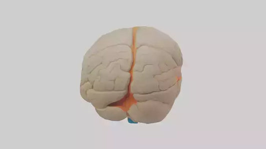 3D model Human Occipital Lobe Model VR / AR / low-poly