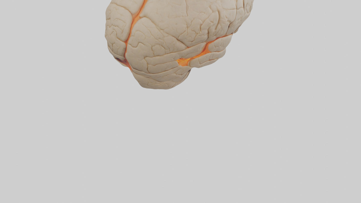 3D model Human Occipital Lobe Model VR / AR / low-poly