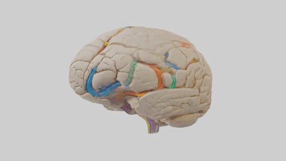3D model Human Occipital Lobe Model VR / AR / low-poly