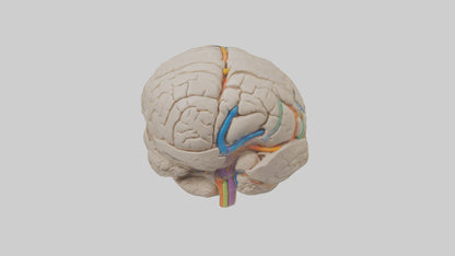 3D model Human Occipital Lobe Model VR / AR / low-poly