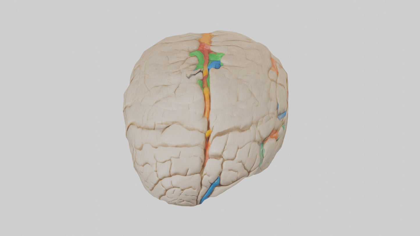 3D model Human Occipital Lobe Model VR / AR / low-poly