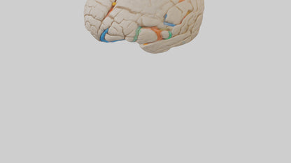 3D model Human Occipital Lobe Model VR / AR / low-poly