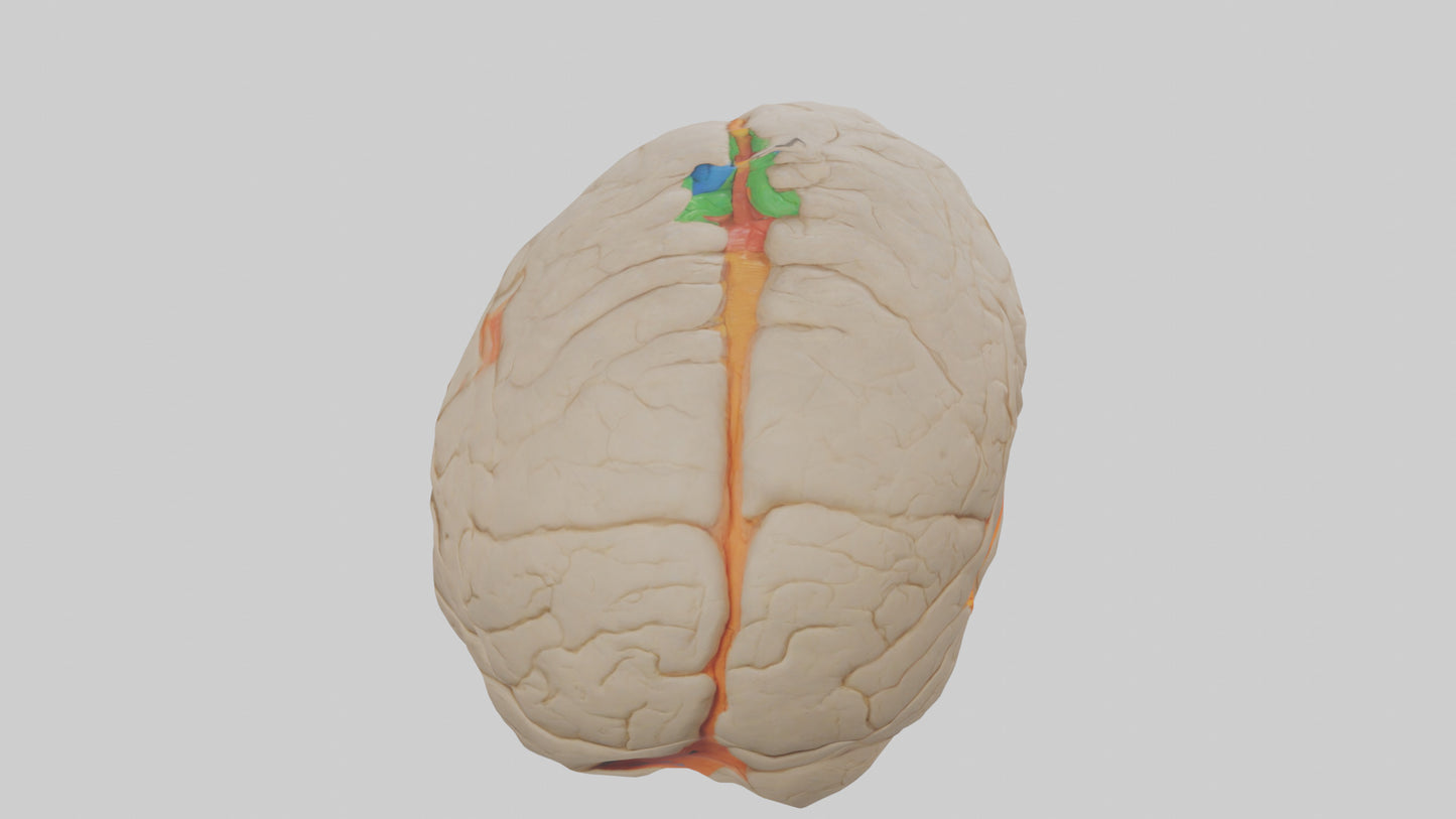3D model Human Occipital Lobe Model VR / AR / low-poly