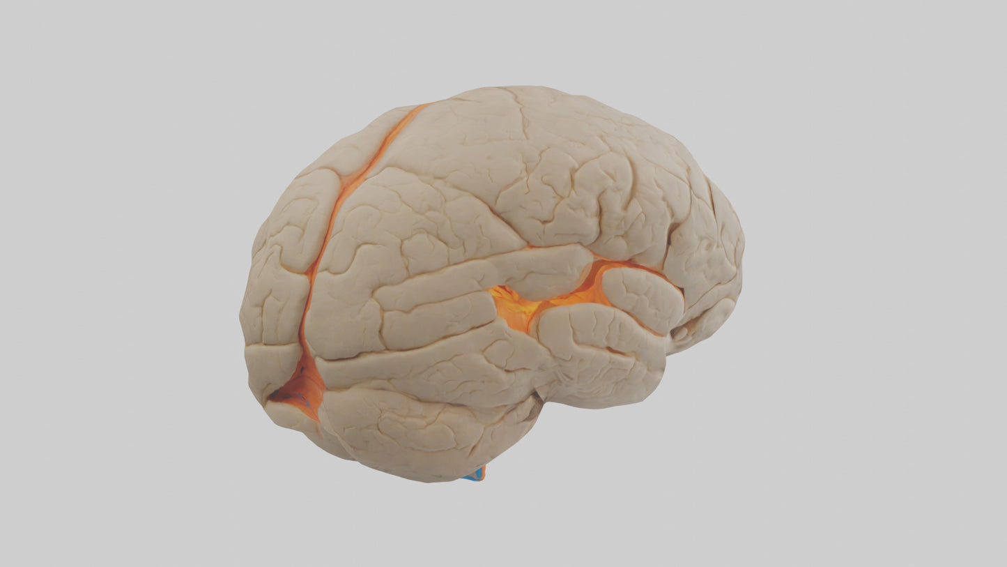 3D model Human Occipital Lobe Model VR / AR / low-poly