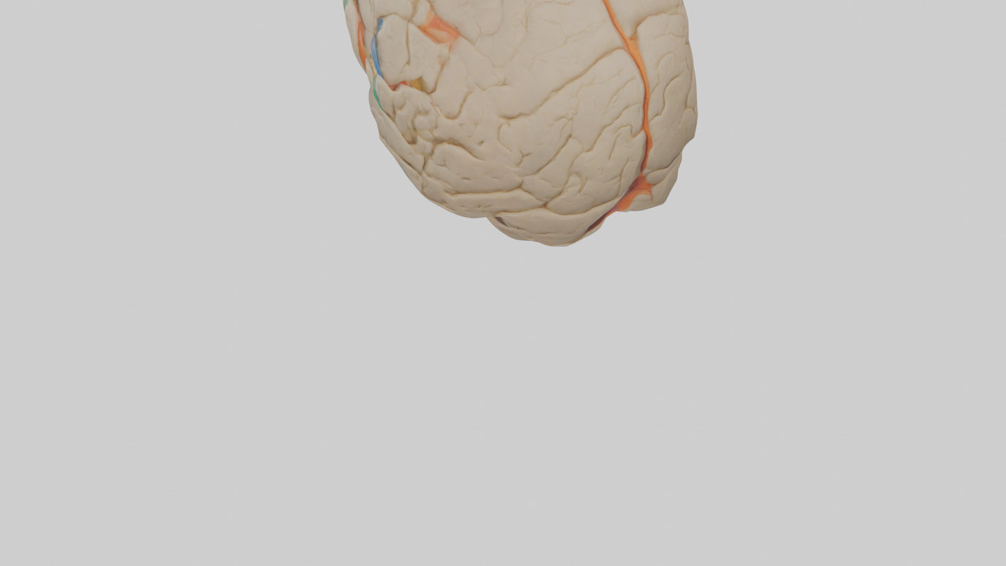 3D model Human Occipital Lobe Model VR / AR / low-poly