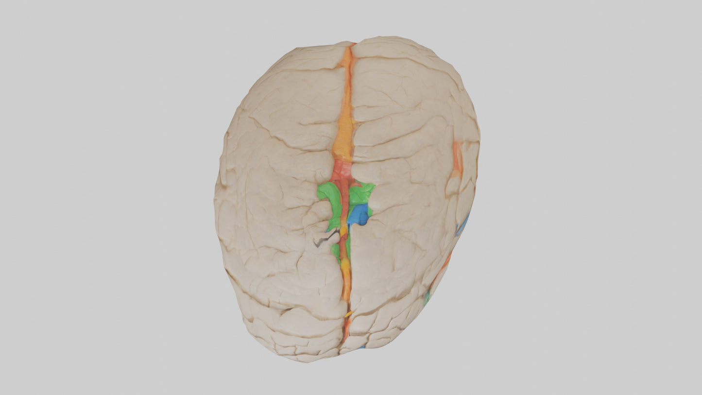 3D model Human Occipital Lobe Model VR / AR / low-poly