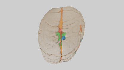 3D model Human Occipital Lobe Model VR / AR / low-poly