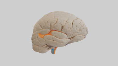 3D model Human Occipital Lobe Model VR / AR / low-poly