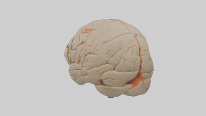 3D model Human Occipital Lobe Model VR / AR / low-poly