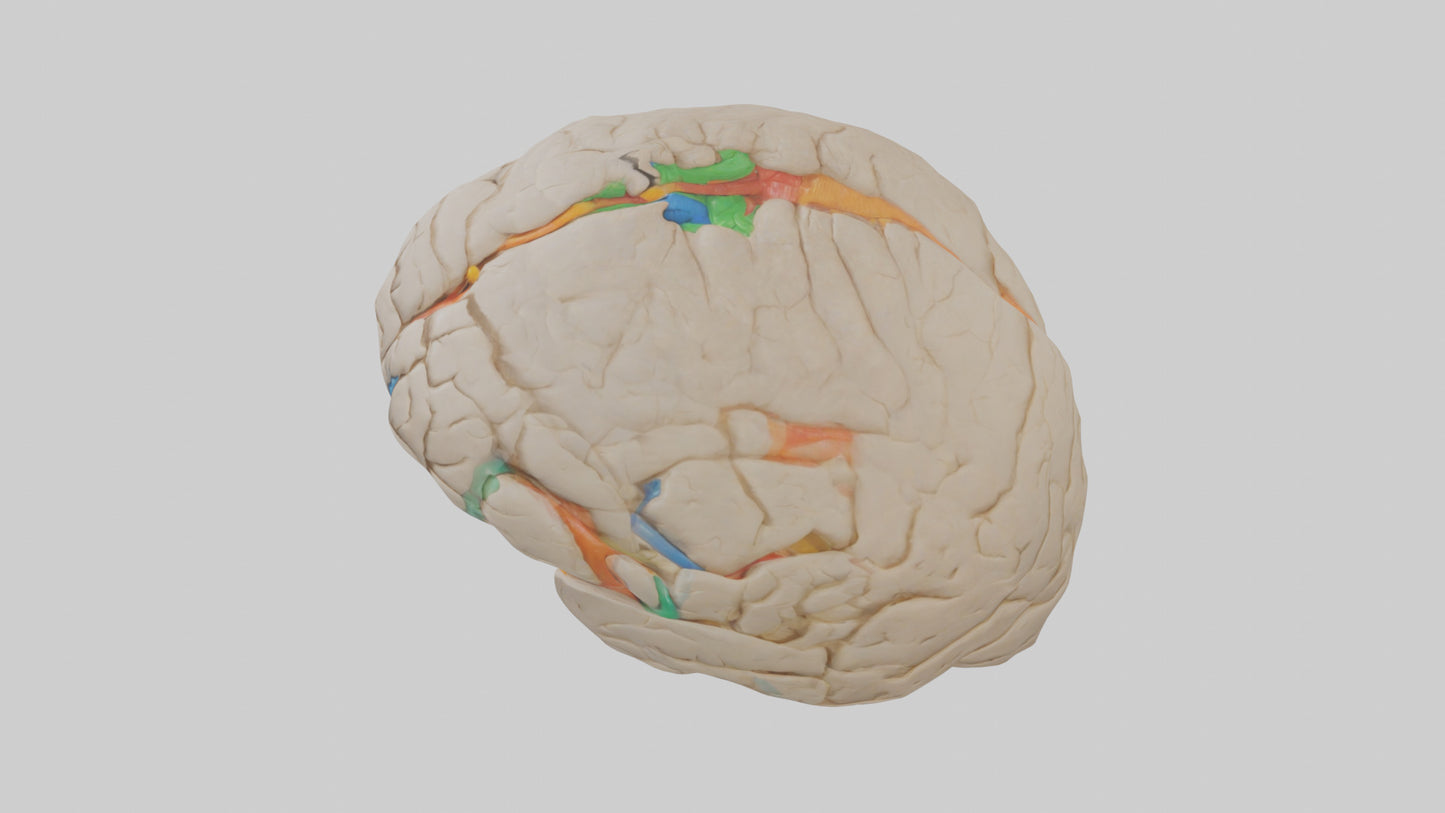 3D model Human Occipital Lobe Model VR / AR / low-poly
