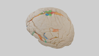 3D model Human Occipital Lobe Model VR / AR / low-poly